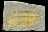 Bargain, Hamatolenus Trilobite Molt (Pos/Neg) - Tinjdad, Morocco #105897-1